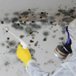 mold removal at home